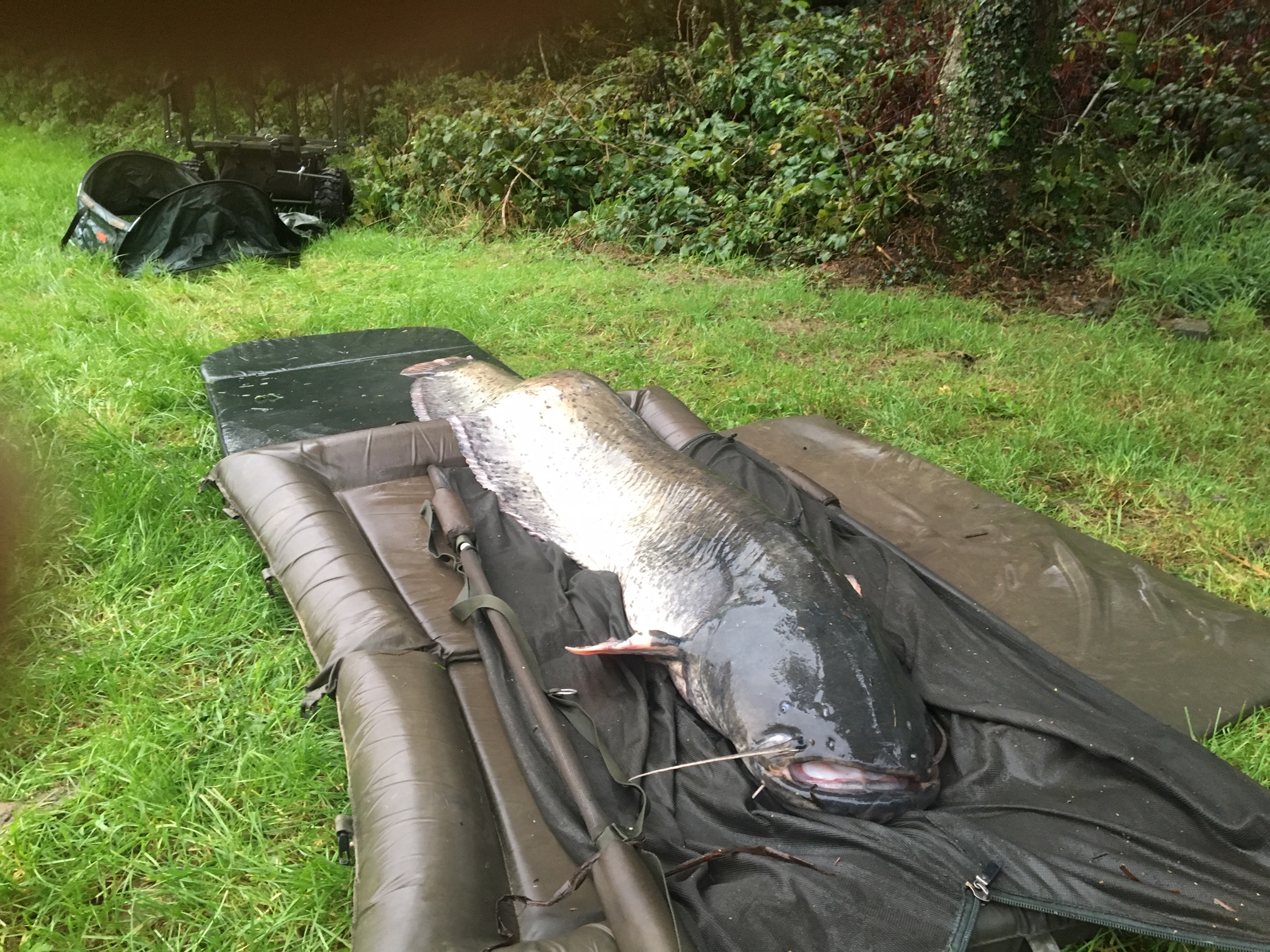 Catfish triple topped by 72lb 4oz specimen — Angling Times