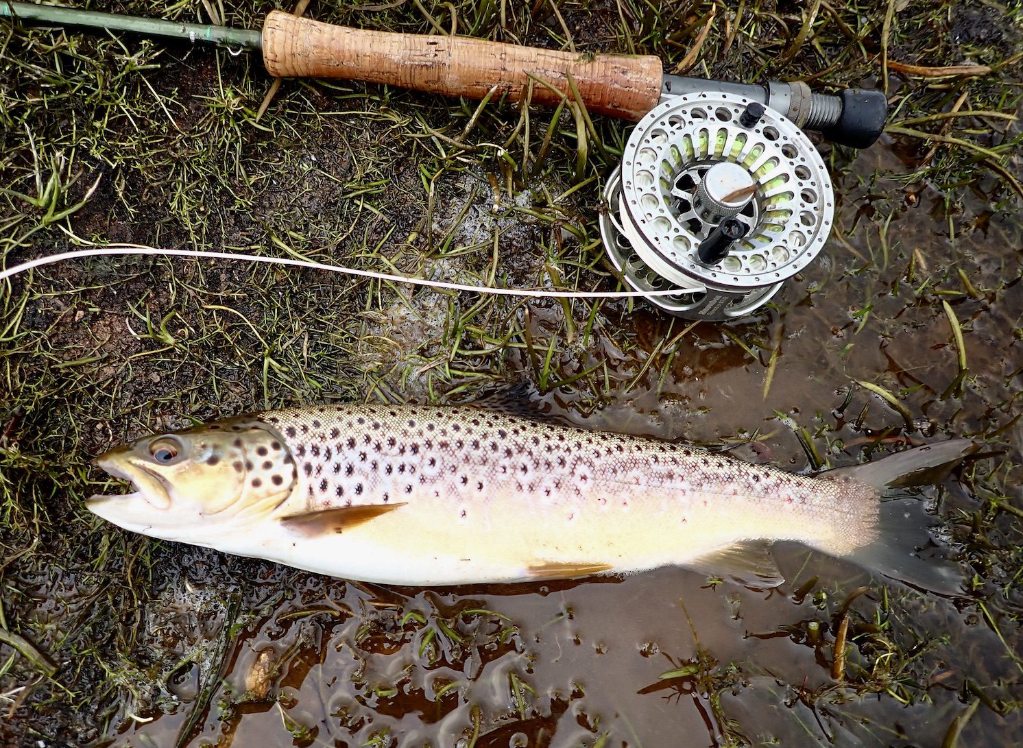 Book a guide - Seatrout Fyn