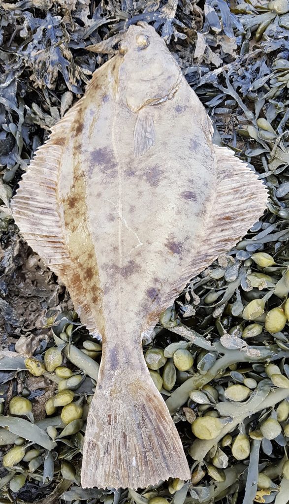 Flounder Season best for several years North Devon & Exmoor Angling